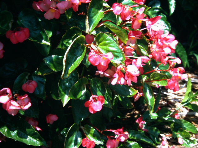 B. ‘Amigo Pink’